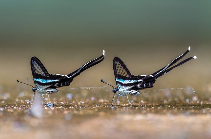 thiên nhiên hoang dã - Ảnh 13.