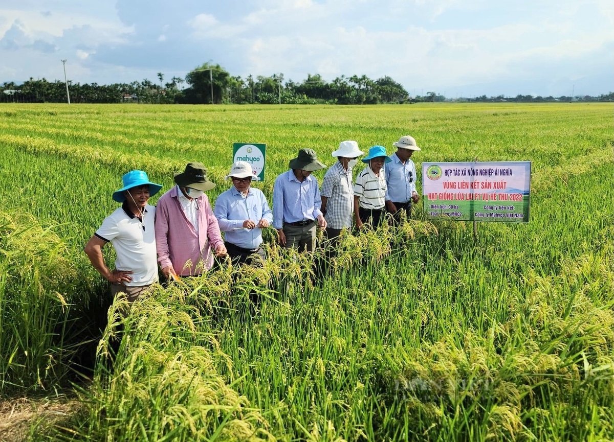 HTX Nông nghiệp Ái Nghĩa (thị trấn Ái Nghĩa, huyện Đại Lộc, tỉnh Quảng Nam) liên kết với các doanh nghiệp để sản xuất hạt giống lúa lai F1 theo chuỗi giá trị, mang lại hiệu quả kinh tế cao. Ảnh: T.N.