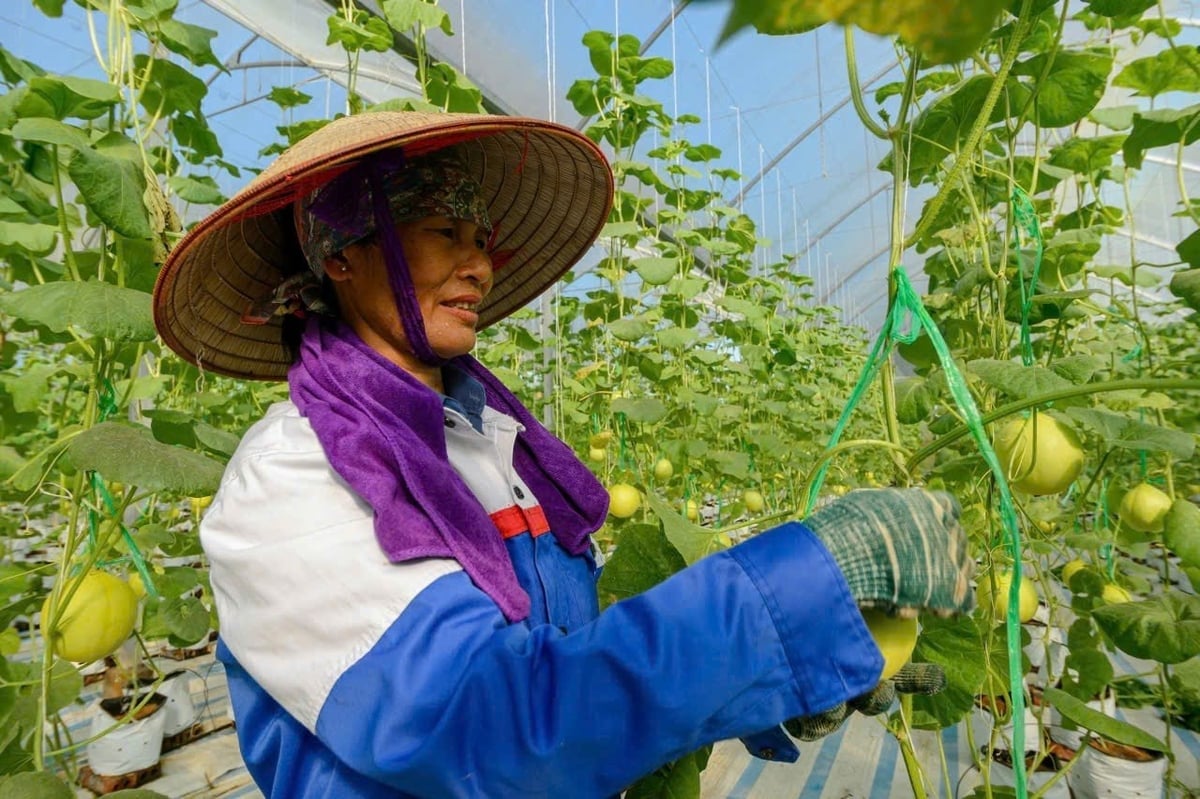 Dưa lưới trồng trong nhà màng ở Đầm Hà là sản phẩm OCOP 4 sao của tỉnh Quảng Ninh. Ảnh: Đinh Hùng. 