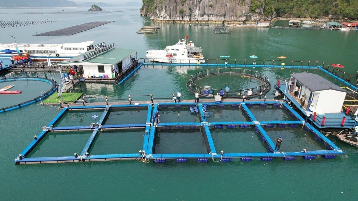 Bè nuôi trồng thủy sản của người dân Vân Đồn sử dụng vật liệu HDPE bền vững, thân thiện với môi trường. Ảnh: Cường Vũ. 