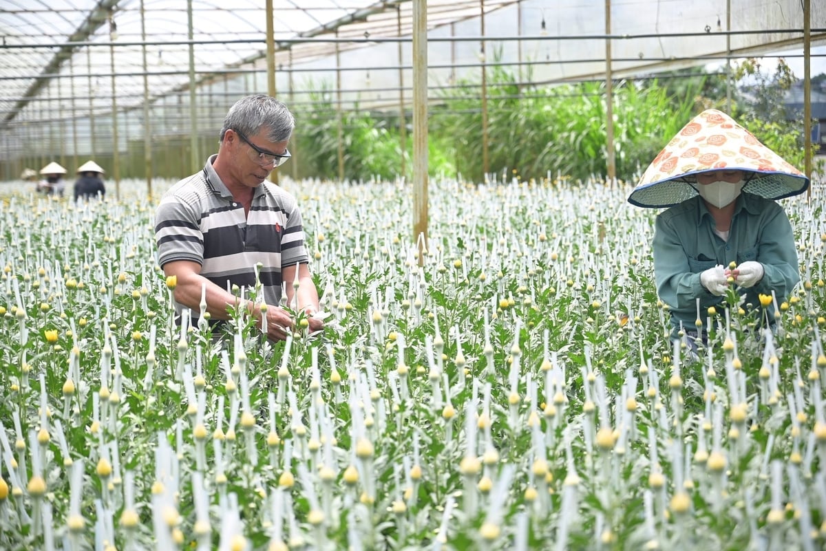 Giá trị sản xuất ngành nông nghiệp tăng trưởng ổn định bình quân 4,5–5%/năm, kim ngạch xuất khẩu nông sản đạt trên 1,2 tỷ USD/năm. Ảnh: Phạm Hoài.