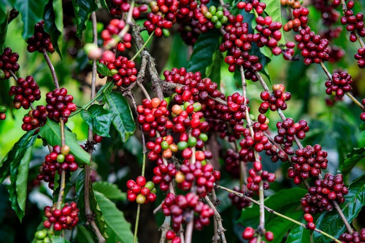 Cà phê là mặt hàng nông sản xuất khẩu chủ lực của Lâm Đồng. Ảnh: Phạm Hoài.