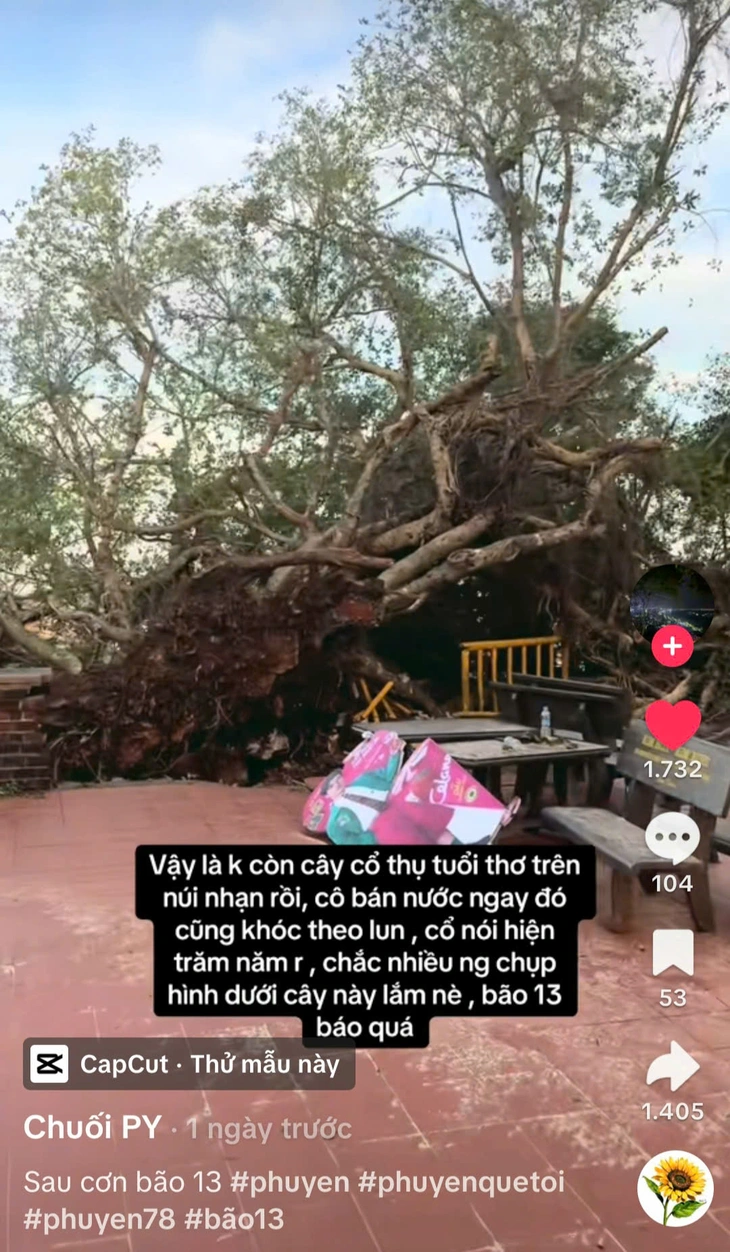 Đau lòng cây si hơn 100 tuổi trên di tích Tháp Nhạn bị bão Kalmaegi đánh ngã: Nỗ lực cứu! - Ảnh 3.