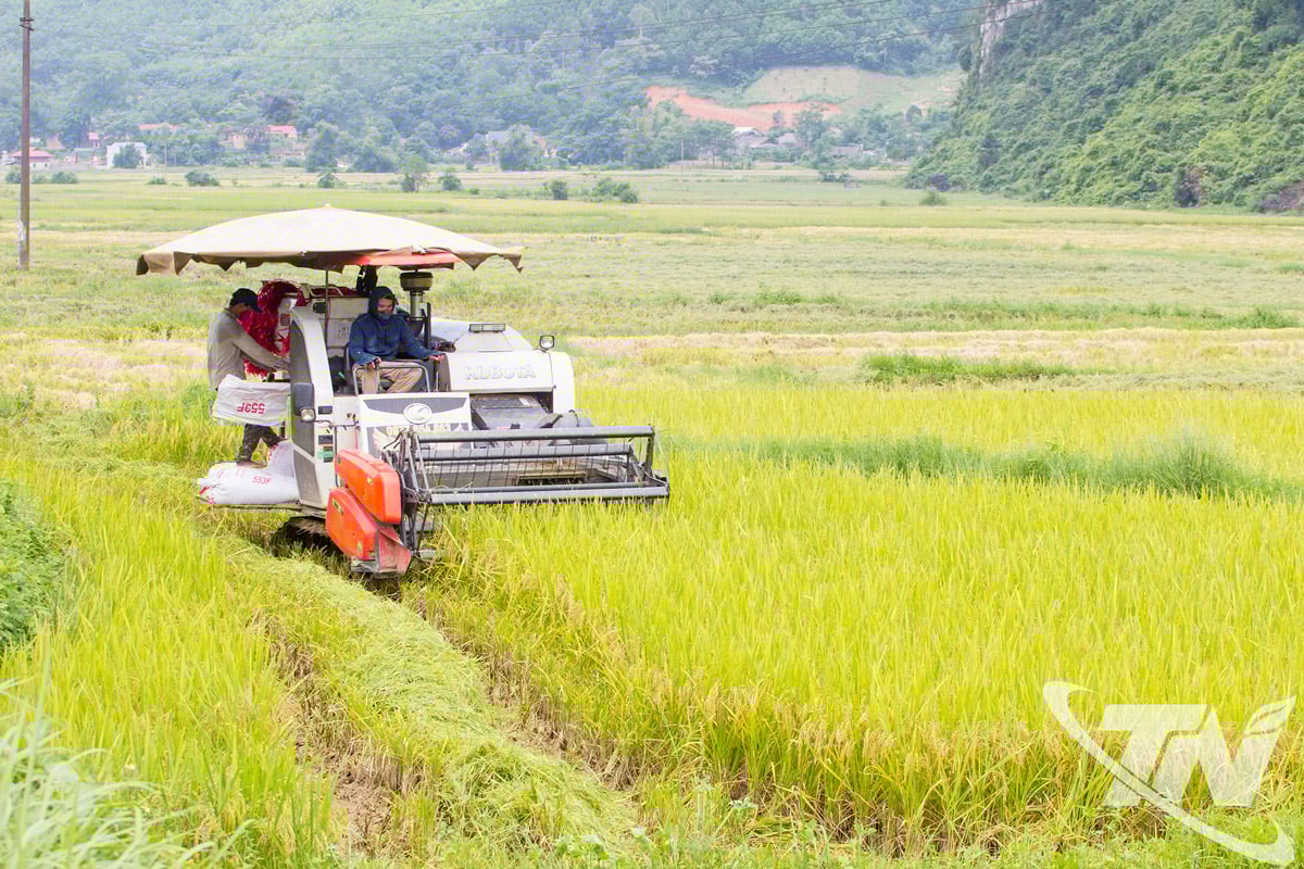 Nông dân xã La Hiên khẩn trương thu hoạch lúa vụ mùa để sản xuất vụ đông.