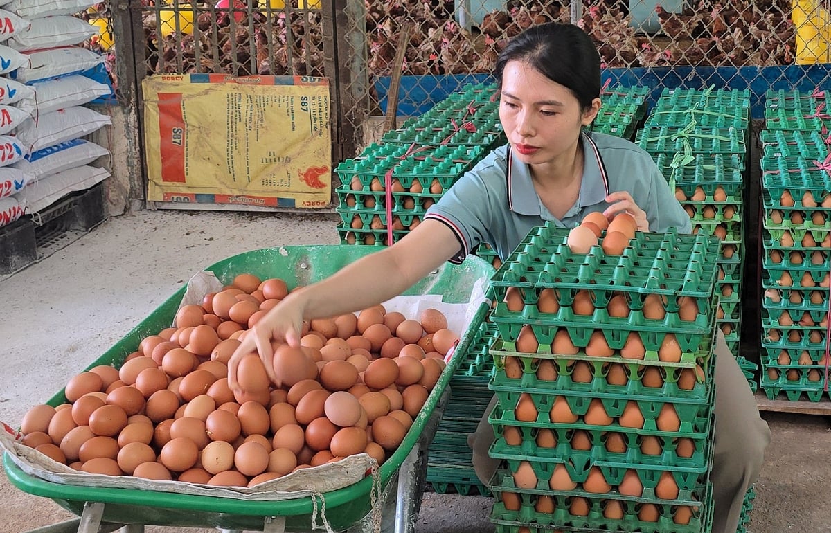 Ngành chăn nuôi tỉnh Đồng Nai đang chuyển mạnh sang hướng công nghiệp hóa, ứng dụng công nghệ cao, hình thành nhiều sản phẩm OCOP, tiêu biểu như thịt heo sạch, gà thảo dược, gà, trứng phúc lợi động vật... Ảnh: Minh Sáng. 