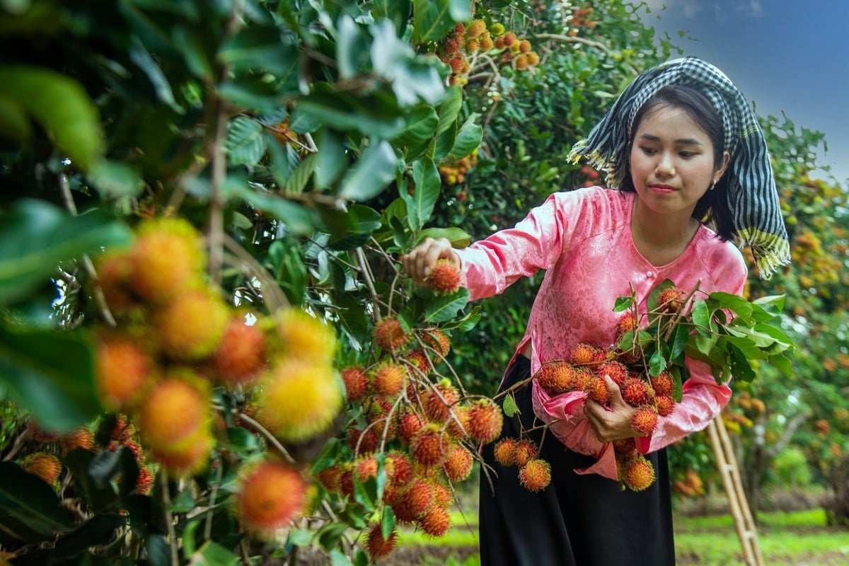 Phát triển sản phẩm OCOP của tỉnh Đồng Nai đang tập trung phát huy lợi thế đặc trưng của từng địa phương, gắn với chế biến sâu để nâng cao giá trị gia tăng. Ảnh: Hoàng Long.