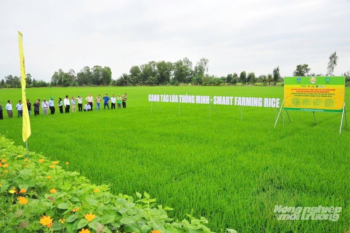 Mô hình canh tác lúa thông minh của Phân bón Bình Điền tại ĐBSCL. Ảnh: Lê Hoàng Vũ.