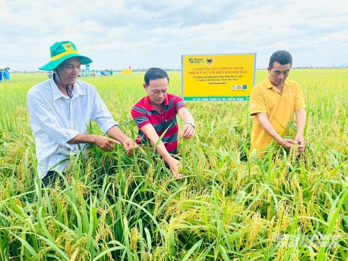 Từ những thành quả của chương trình Canh tác lúa thông minh, Công ty CP Phân bón Bình Điền đã rất tự hào được góp phần vào việc phối hợp và triển khai thực hiện Đề án 1 triệu ha lúa chất lượng cao, phát thải thấp. Ảnh: Lê Hoàng Vũ.