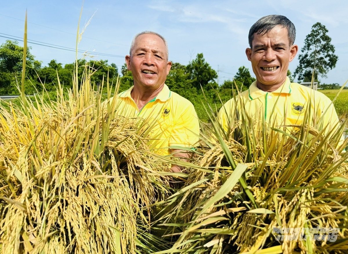 Nông dân phấn khởi nhờ canh tác lúa theo hướng giảm phát thải khí nhà kính. Ảnh: Lê Hoàng Vũ.