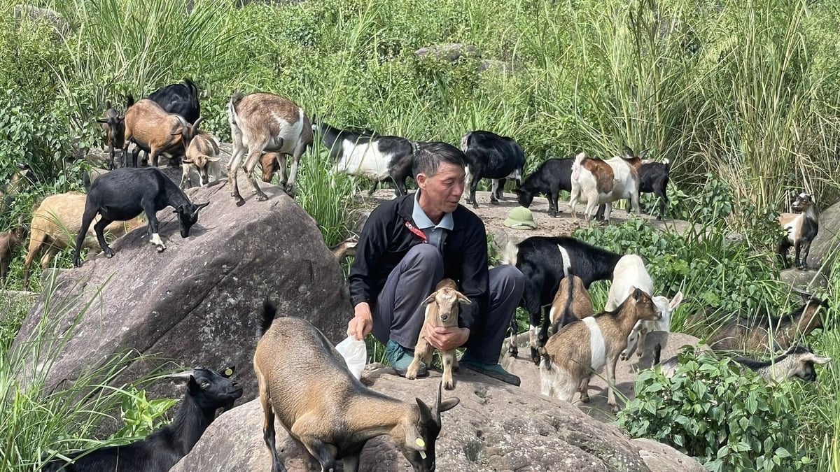 Hiện nay trang trại của Vàng A Là có hơn 100 con dê. Ảnh: Minh Duy. 