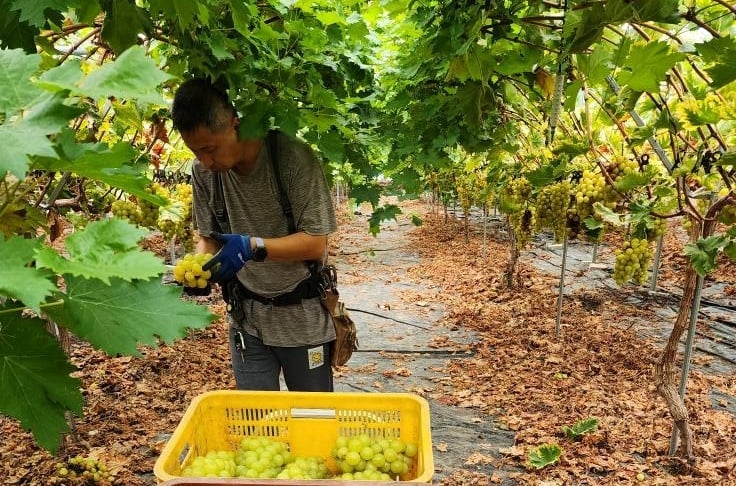 Một trang trại trồng nho ở Hàn Quốc. Ảnh: Lê San.