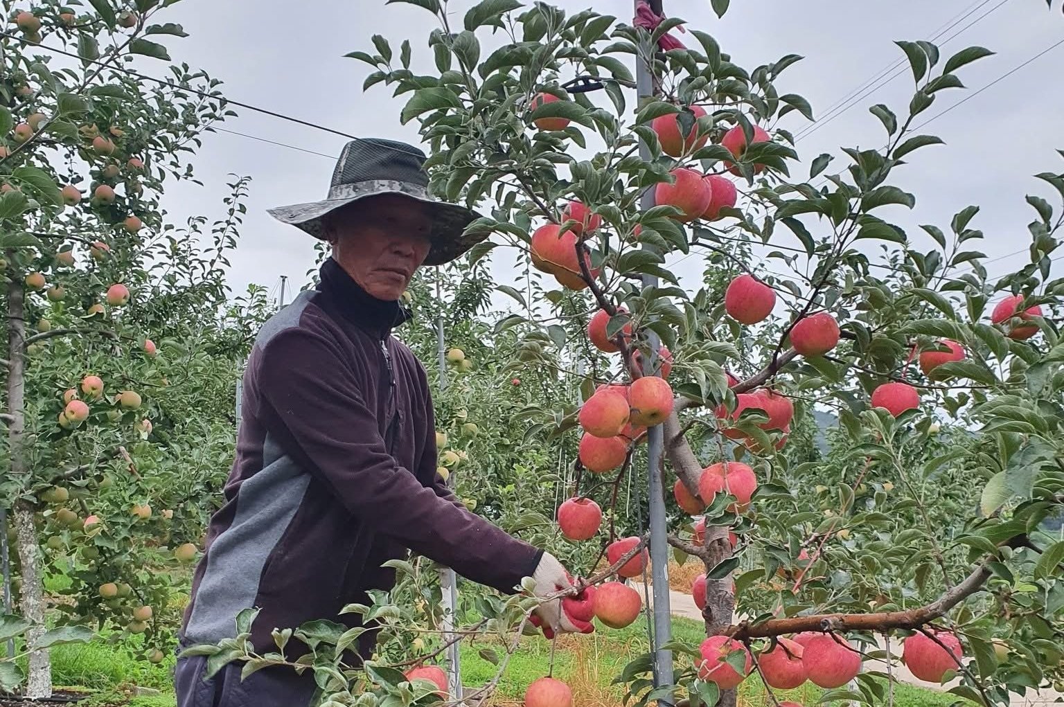 Nhờ bảo hiểm nông nghiệp, nông dân Hàn Quốc không còn phải nơm nớp trước rủi ro thiên tai. Ảnh: Lê San.