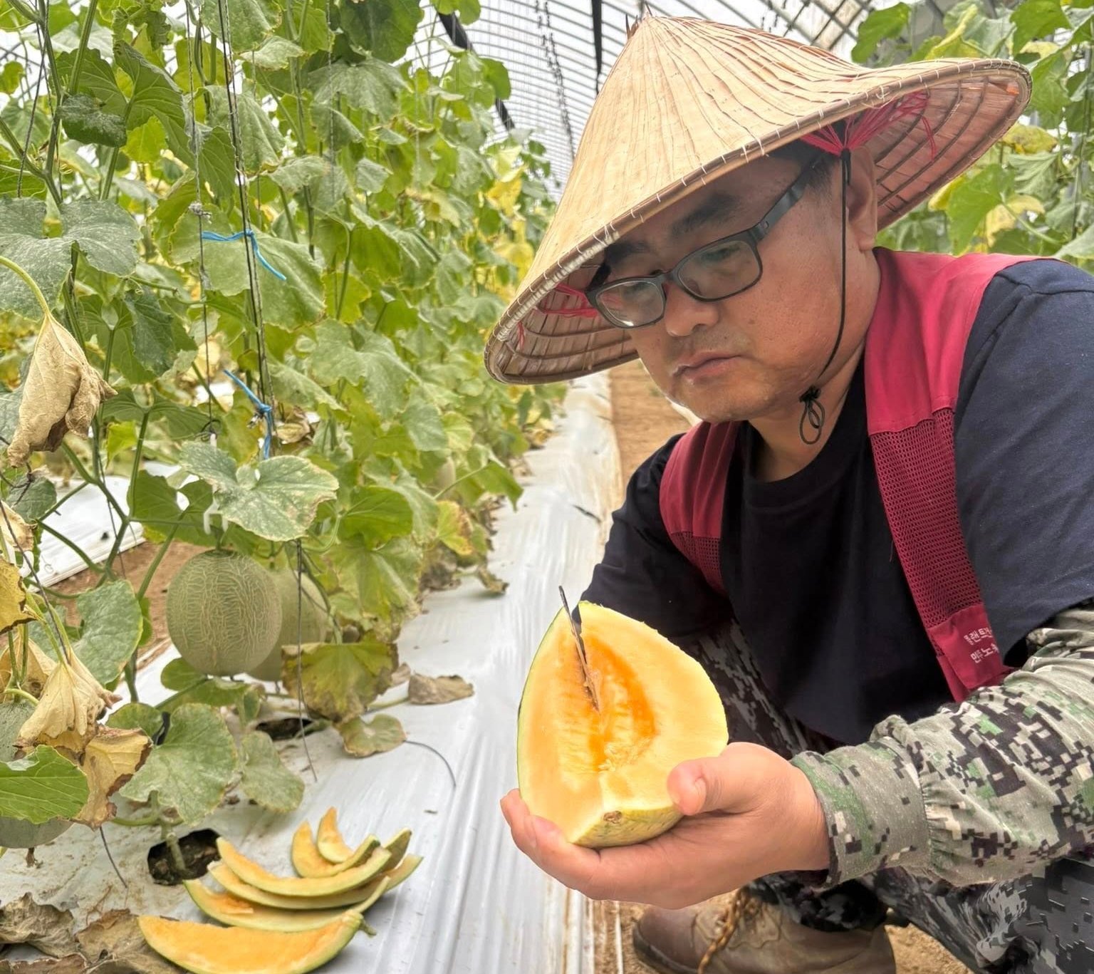 Nhờ bảo hiểm nông nghiệp, nông dân Hàn Quốc đã dạnh dạn đầu tư vào nông nghiệp, nhất là sản xuất hàng hóa công nghệ cao. Ảnh: Lê San.