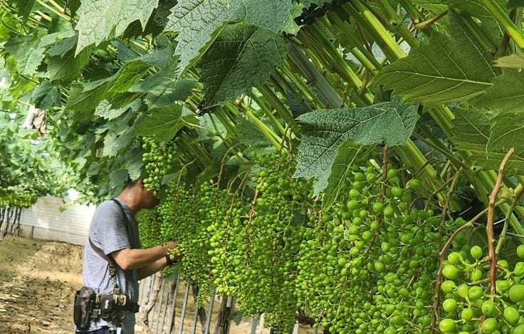 Sau hơn 20 năm triển khai, bảo hiểm nông nghiệp Hàn Quốc đã trở thành 'lá chắn kinh tế' thực thụ. Ảnh: Lê San.