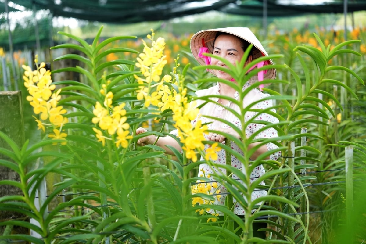 Ten 4-hektarowy ogród storczyków to miejsce, w którym pani Huyen po raz pierwszy rozpoczęła swoją działalność związaną z storczykami. Zdjęcie: Phuc Lap.