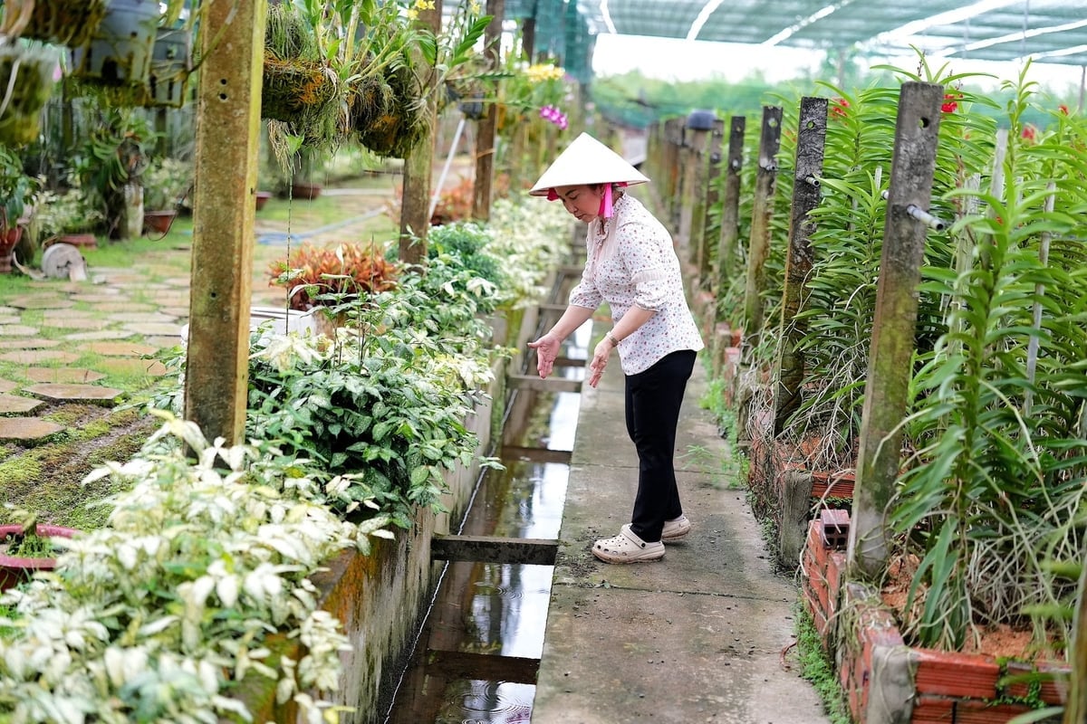 System drenażowy w ogrodach storczyków spółdzielni Huyen Thoai Orchid Cooperative został gruntownie zmodernizowany. Zdjęcie: Phuc Lap.