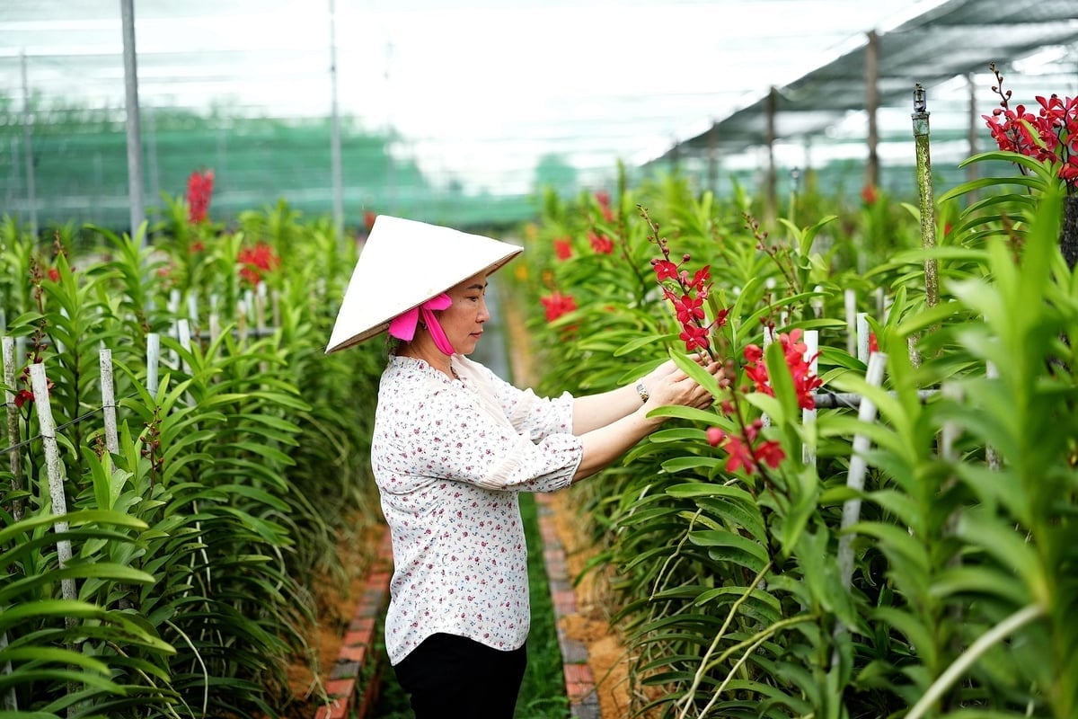 Rabaty kwiatowe mają wysokość 40 cm. Ziemia między rabatami jest przykryta czystymi plandekami. Zdjęcie: Phuc Lap.