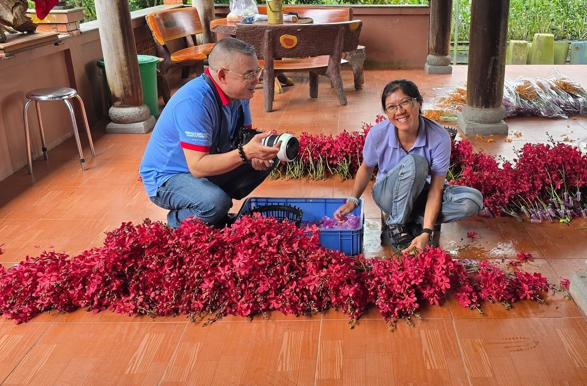 Wstępne przetwarzanie, konserwacja i pakowanie storczyków gotowych do eksportu do Kambodży. Zdjęcie: Van Bau.