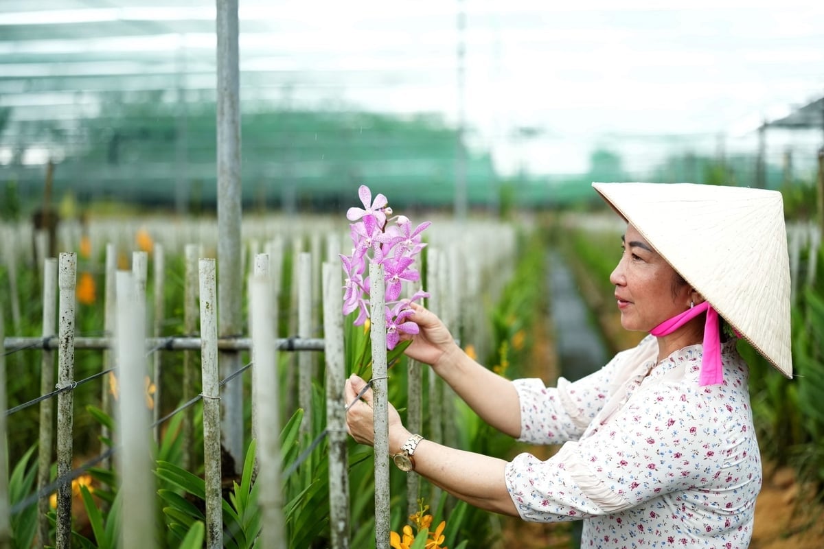 Pani Huyen powiedziała, że ​​każdy rodzaj storczyka o innym kolorze wymaga innej pielęgnacji, nawet na tej samej grządce. Zdjęcie: Phuc Lap.