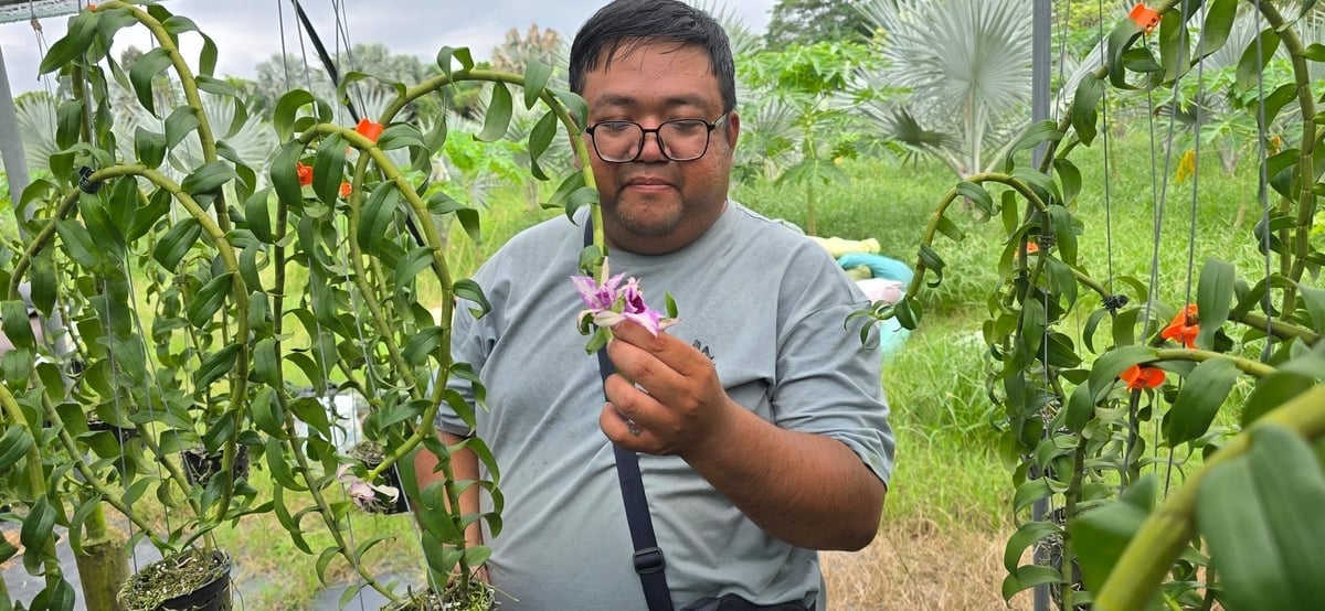 To kolejny ogród storczyków pani Huyen, odmiana storczyka, którą tu uprawia, nazywa się American Lightning. Ten ogród zakwitnie około 2,5 miesiąca przed świętem Tet i będzie można go sprzedać w okresie Tet. Zdjęcie: Phuc Lap.