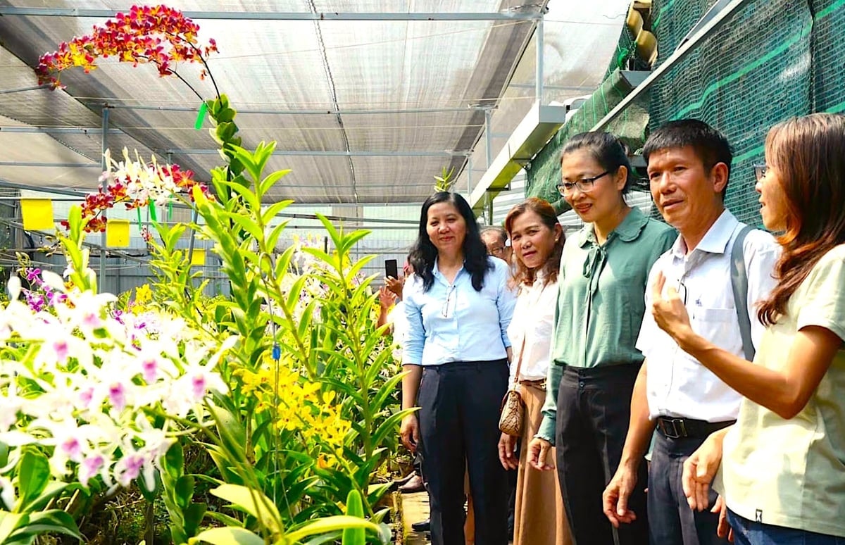 Ogród Orchidei Huyen Thoai od dawna stanowi cel zwiedzania i nauki dla wielu agencji, grup i turystów, w tym wielu obcokrajowców. Zdjęcie: Spółdzielnia Huyen Thoai.
