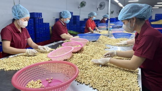 Vị thế đặc biệt của ngành điều Việt Nam