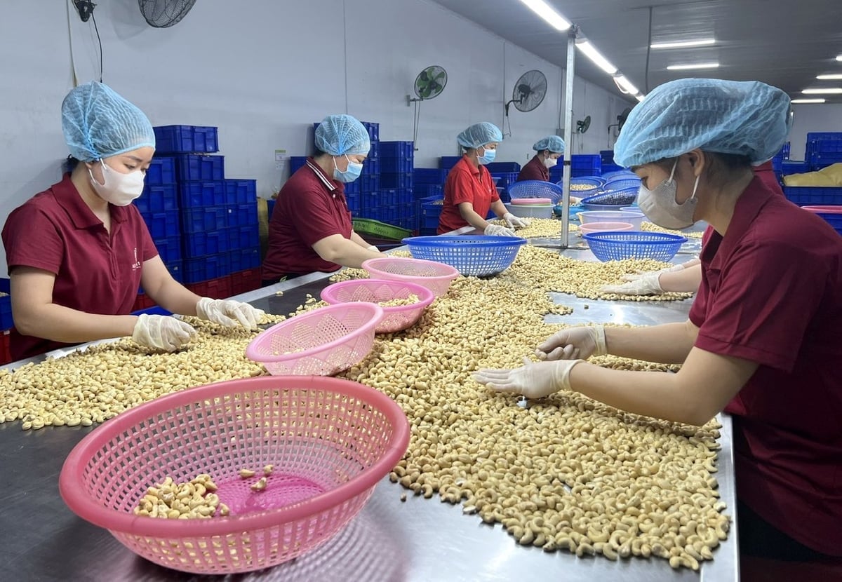 Επεξεργασία κάσιους στην Hoang Son 1 Joint Stock Company. Φωτογραφία: Thanh Son. Chế biến điều nhân tại Công ty Cổ phần Hoàng Sơn 1. Ảnh: Thanh Sơn.