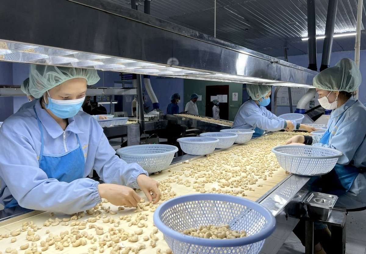 Επεξεργασία κάσιους στην Long Son Joint Stock Company. Φωτογραφία: Thanh Son. Chế biến điều nhân ở Công ty Cổ phần Long Sơn. Ảnh: Thanh Sơn.