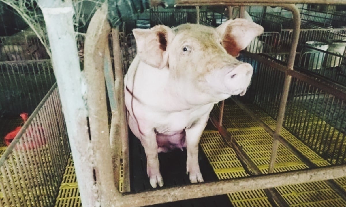 Giá heo hơi hôm nay 9/11/2025 ở ba miền mới nhất