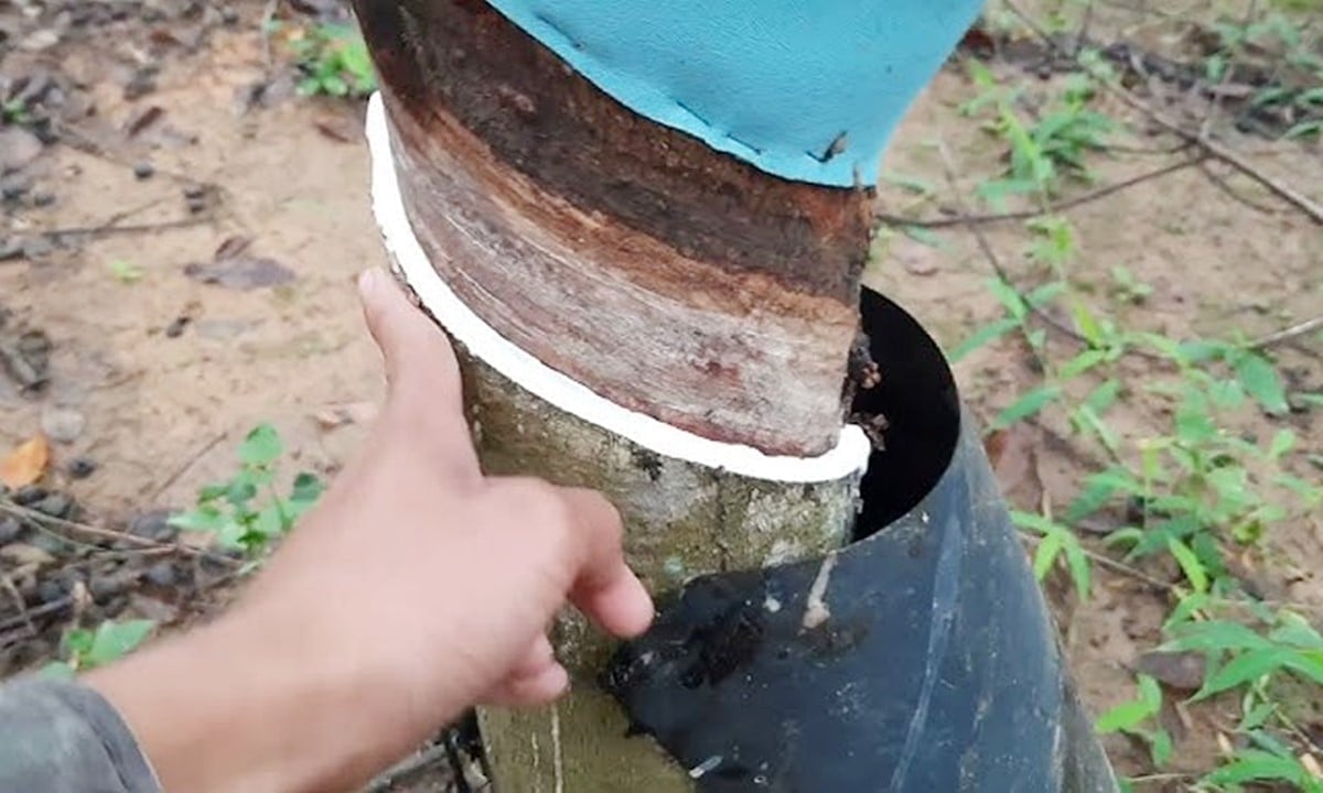 Η τιμή του καουτσούκ σήμερα 11/9/2025 στη χώρα και τον κόσμο τελευταία Giá cao su hôm nay 9/11/2025 ở trong nước và thế giới mới nhất