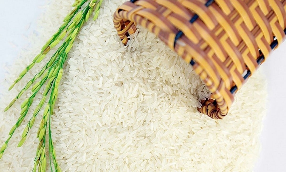 Actualización del precio del arroz hoy, 11/9/2025 (último dato disponible) Cập nhật giá lúa gạo hôm nay 9/11/2025 mới nhất
