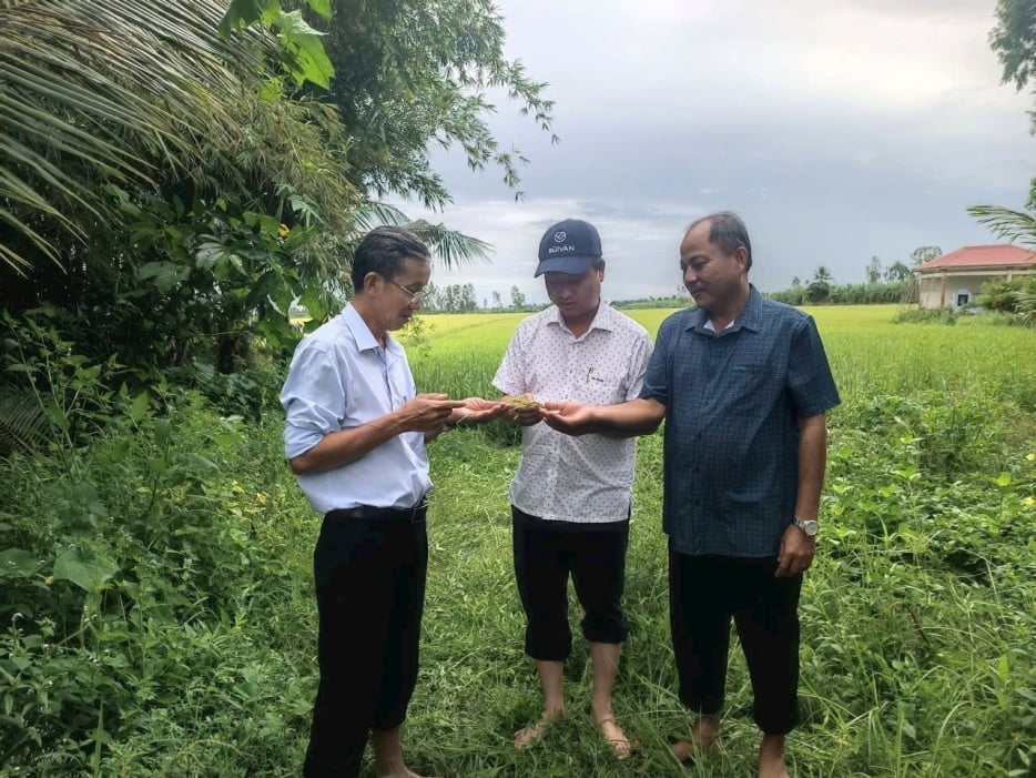 Anh Nguyễn Thành Nguyện (đứng giữa) trao đổi kỹ thuật trồng lúa. Ảnh: NVCC.