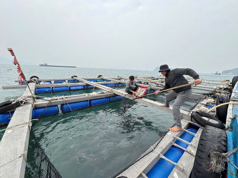 ការប្តេជ្ញាចិត្តខ្ពស់បំផុតដើម្បី “ដកកាតលឿង IUU” (អត្ថបទចុងក្រោយ)៖ ពីការប្តេជ្ញាចិត្តរបស់ IUU ចំពោះការអភិវឌ្ឍន៍ជលផលប្រកបដោយនិរន្តរភាព