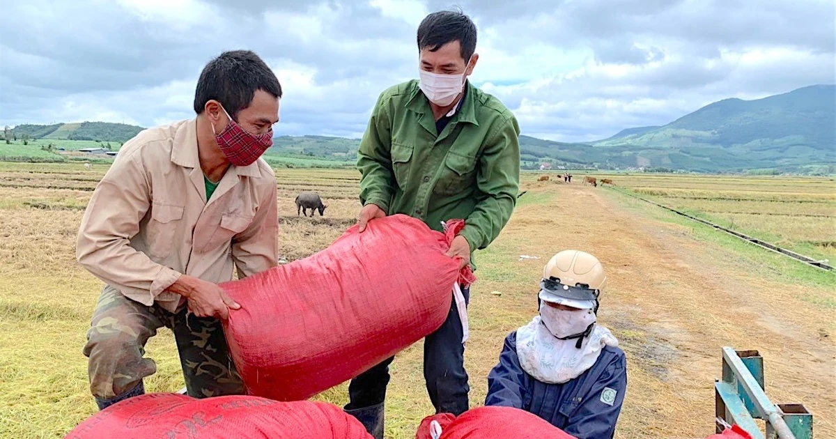 Xuất khẩu gạo 10 tháng đạt 3,7 tỷ USD