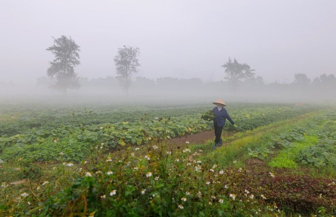 Hanois förorter hösten 2024, dimma tidigt på morgonen, solig eftermiddag. Foto: Ngoc Thanh