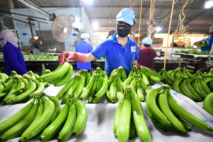 ໄປສູ່ອະນາຄົດທີ່ສົດໃສສີຂຽວ - ຮູບທີ 1. tương lai xanh - Ảnh 1.