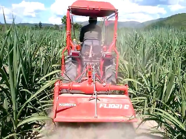 Gia Lai បានបង្កើតតំបន់កសិកម្មពិសេសប្រមូលផ្តុំដែលទាក់ទងនឹងរោងចក្រកែច្នៃ។ រូបថត៖ V.D.T. Gia Lai đã phát triển các vùng chuyên canh tập trunggắn với nhà máy cế biến. Ảnh: V.Đ.T.