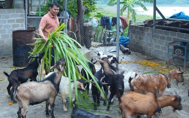 नीतिगत ऋण - सोन ला में सतत गरीबी न्यूनीकरण के लिए प्रेरक शक्ति - फोटो 1. Tín dụng chính sách - động lực giảm nghèo bền vững ở Sơn La - Ảnh 1.