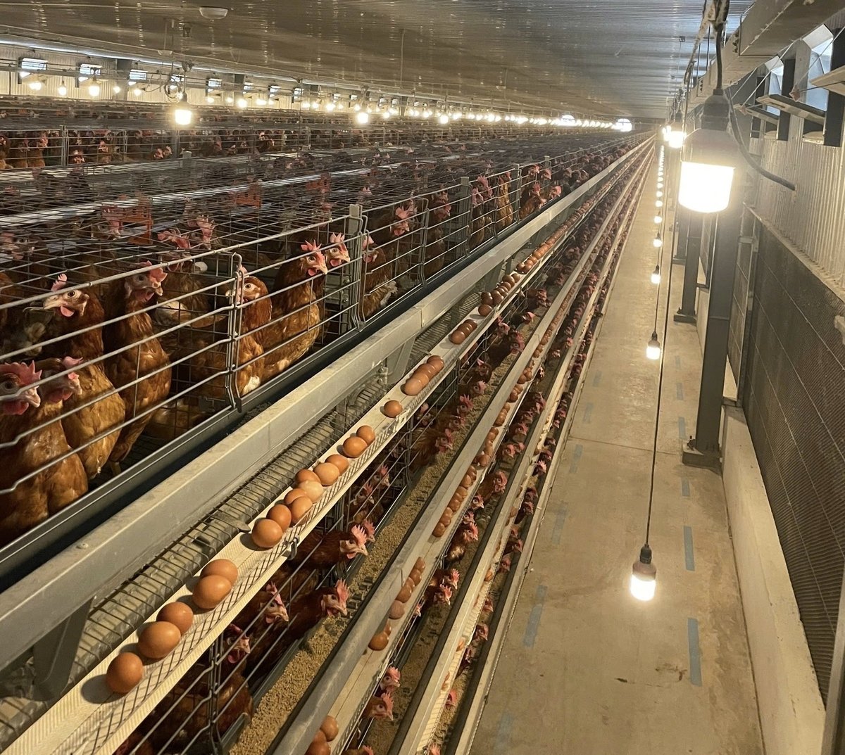 Ladang ini beroperasi secara automatik sepenuhnya daripada sistem kandang, palung memberi makan dan minum kepada kawalan alam sekitar dan pengumpulan telur. Foto: Duy Cuong. Trang trại vận hành hoàn toàn tự động từ hệ thống chuồng trại, máng ăn, nước uống cho tới kiểm soát môi trường và thu trứng. Ảnh: Duy Cương.