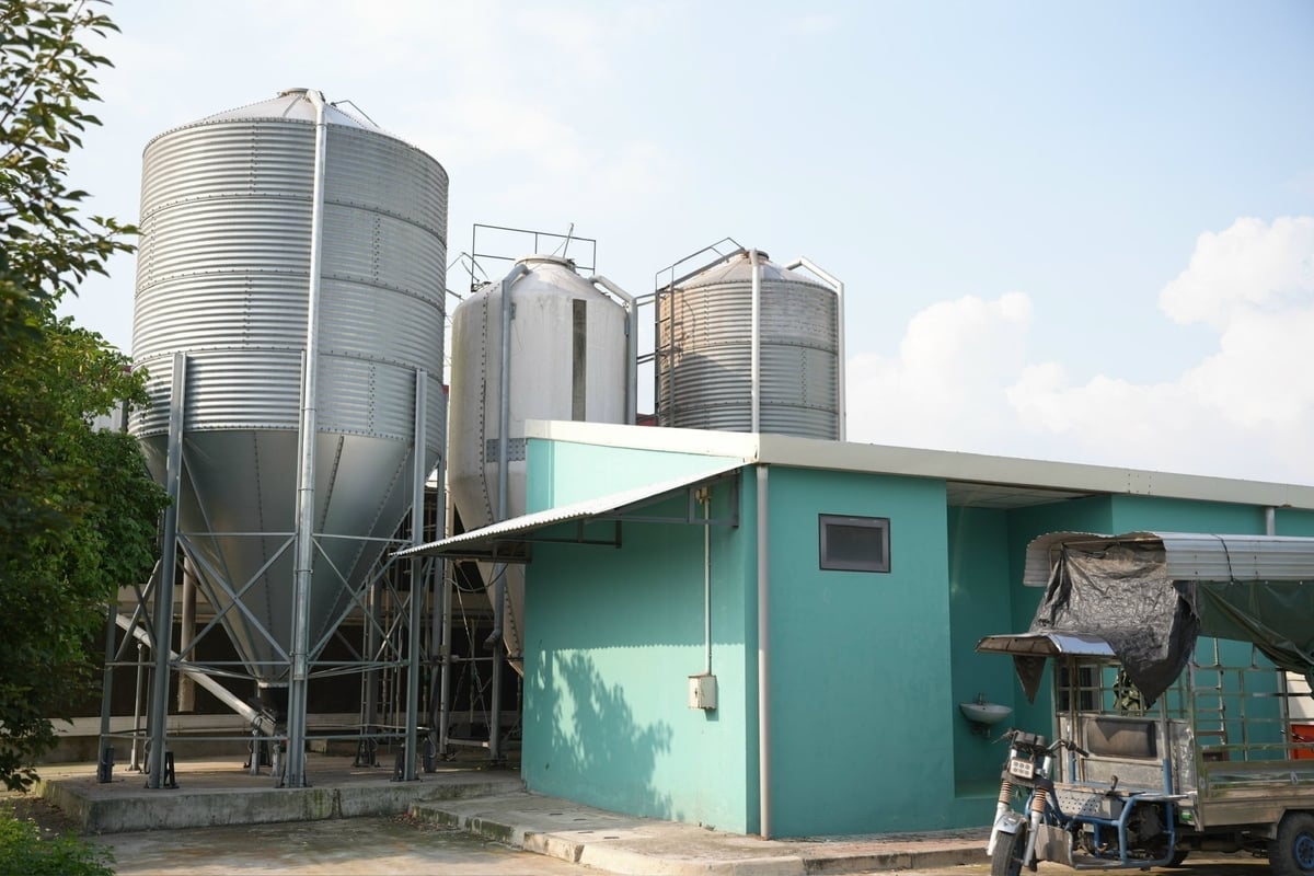 Sistem penyimpanan makanan automatik Delco Farm. Foto: Pham Minh. Hệ thống chứa thức ăn tự động của Delco Farm. Ảnh: Phạm Minh.