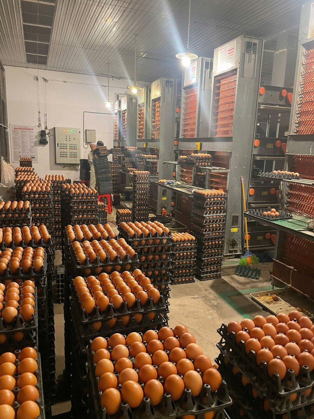 Sistem pengumpulan telur automatik Delco Farm. Foto: Duy Cuong. Hệ thống thu trứng tự động của Delco Farm. Ảnh: Duy Cương.