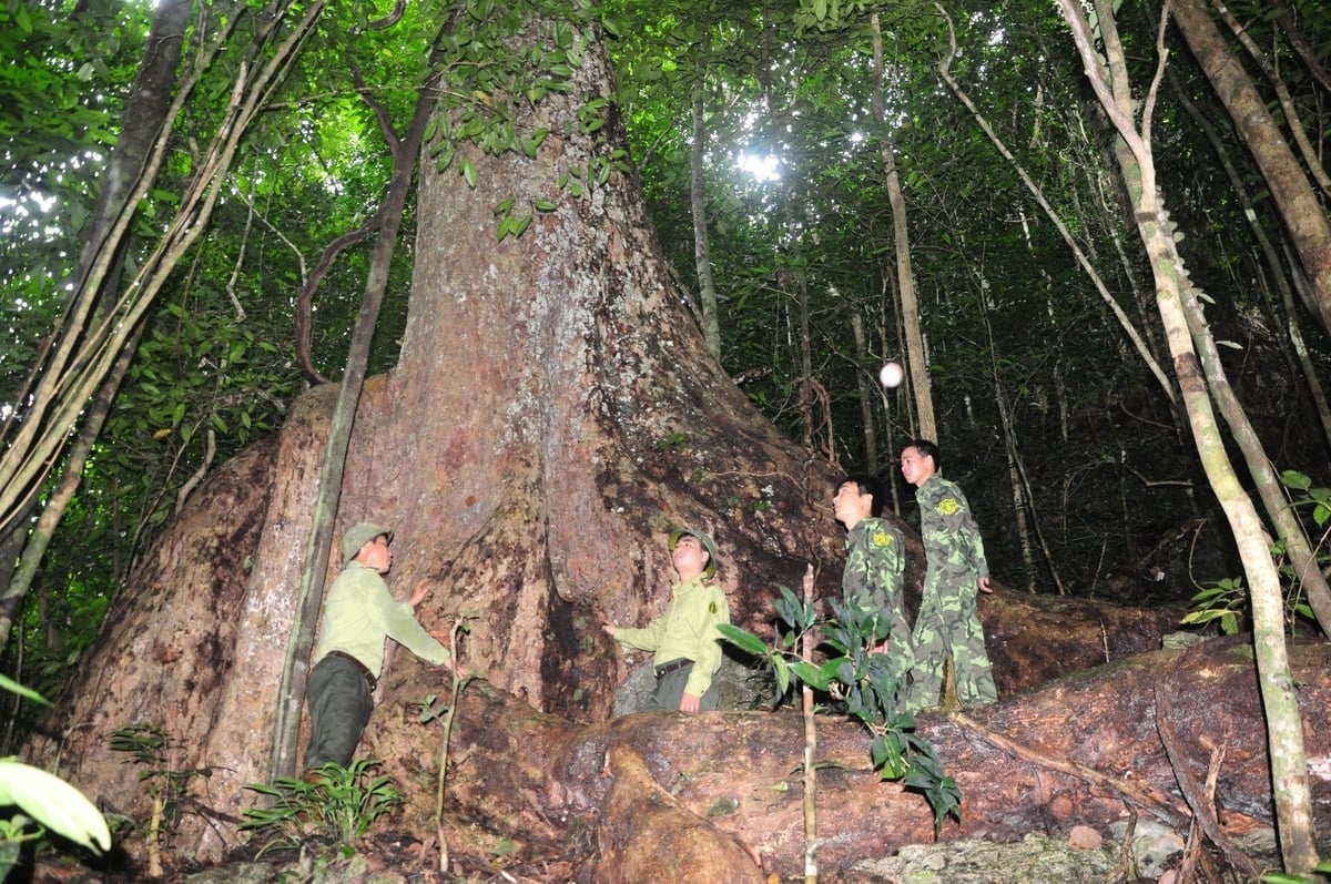 ព្រៃការពារយ៉ាងតឹងរ៉ឹងនៅ Tuyen Quang បានក្លាយជាជម្រកដ៏ល្អសម្រាប់សត្វ និងរុក្ខជាតិជាច្រើនប្រភេទ។ រូបភាព៖ Dao Thanh។ Những cánh rừng ở Tuyên Quang được bảo vệ nghiêm ngặt đã trở thành môi trường sống lý tưởng của nhiều loài động, thực vật. Ảnh: Đào Thanh.