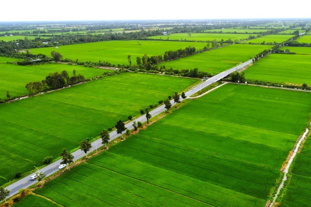 កសិកម្ម និងបរិស្ថានគឺជាវិស័យសំខាន់ ដោយមានទំនាក់ទំនងសរីរាង្គ និងជាមូលដ្ឋានគ្រឹះសម្រាប់ធានាជីវភាព ដែលជាកត្តាស្នូលសម្រាប់ការអភិវឌ្ឍន៍ប្រកបដោយចីរភាពនៃទីក្រុង Can Tho។ រូបថត៖ Kim Anh។ Ngành Nông nghiệp và Môi trường là lĩnh vực then chốt, có mối quan hệ hữu cơ, là nền tảng đảm bảo sinh kế, yếu tố cốt lõi để TP. Cần Thơ phát triển bền vững. Ảnh: Kim Anh.