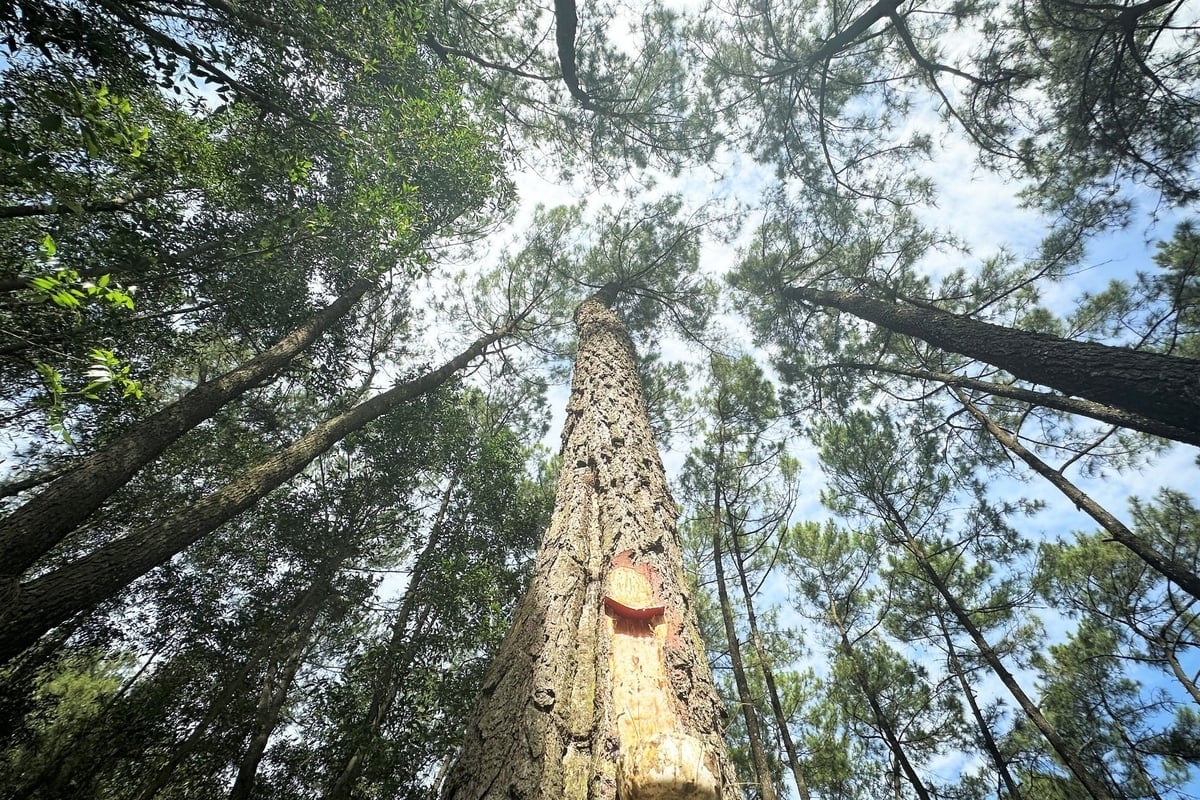 Ha Tinh é uma das seis primeiras províncias do país a implementar o projeto-piloto de transferência dos resultados da redução das emissões de gases de efeito estufa. Foto: TN. Hà Tĩnh là một trong 6 tỉnh đầu tiên của cả nước thực hiện thí điểm chuyển nhượng kết quả giảm phát thải khí nhà kính. Ảnh: TN.