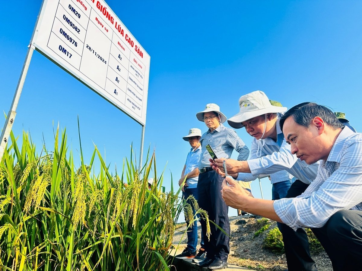 В секторе растениеводства будут проводиться исследования по созданию сортов сельскохозяйственных культур, устойчивых к засухе, засолению и вредителям. Фото: Хюинь Сай. Ngành trồng trọt sẽ đẩy mạnh nghiên cứu giống cây trồng chịu hạn, chịu mặn, kháng sâu bệnh. Ảnh: Huỳnh Xây.