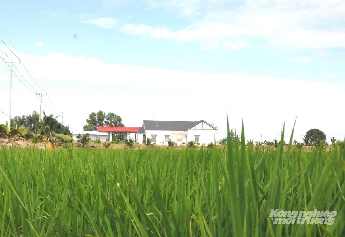 ເຮືອນ​ຊານ​ກວ້າງ​ຂວາງ​ສ້າງ​ຢູ່​ໃກ້​ທົ່ງ​ນາ​ຢູ່​ສີ່​ແຍກ​ລອງ​ຊ່ຽນ. ພາບ: ເຈີ່ນຈັນ.