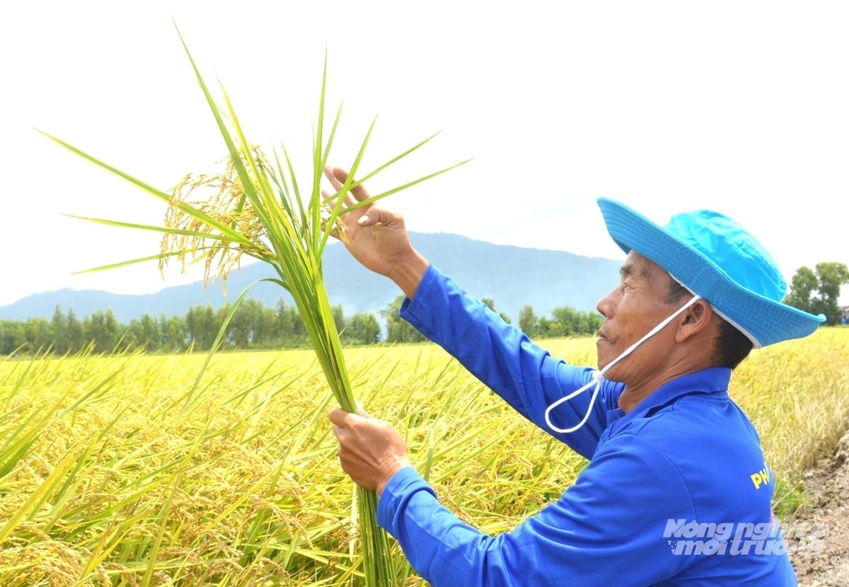 ຈາກ​ຜືນ​ແຜ່ນດິນ​ອັນ​ແຫ້ງ​ແລ້ງ, ໝູ່​ບ້ານ​ລອງ​ຊວຽນ​ໄດ້​ຮັບ​ການ​ຟື້ນ​ຟູ​ດ້ວຍ​ທົ່ງ​ນາ​ອຸດົມສົມບູນ, ກາຍ​ເປັນ​ທົ່ງ​ນາ​ຂອງ​ປະ​ເທດ. ພາບ: ເຈີ່ນຈັນ.