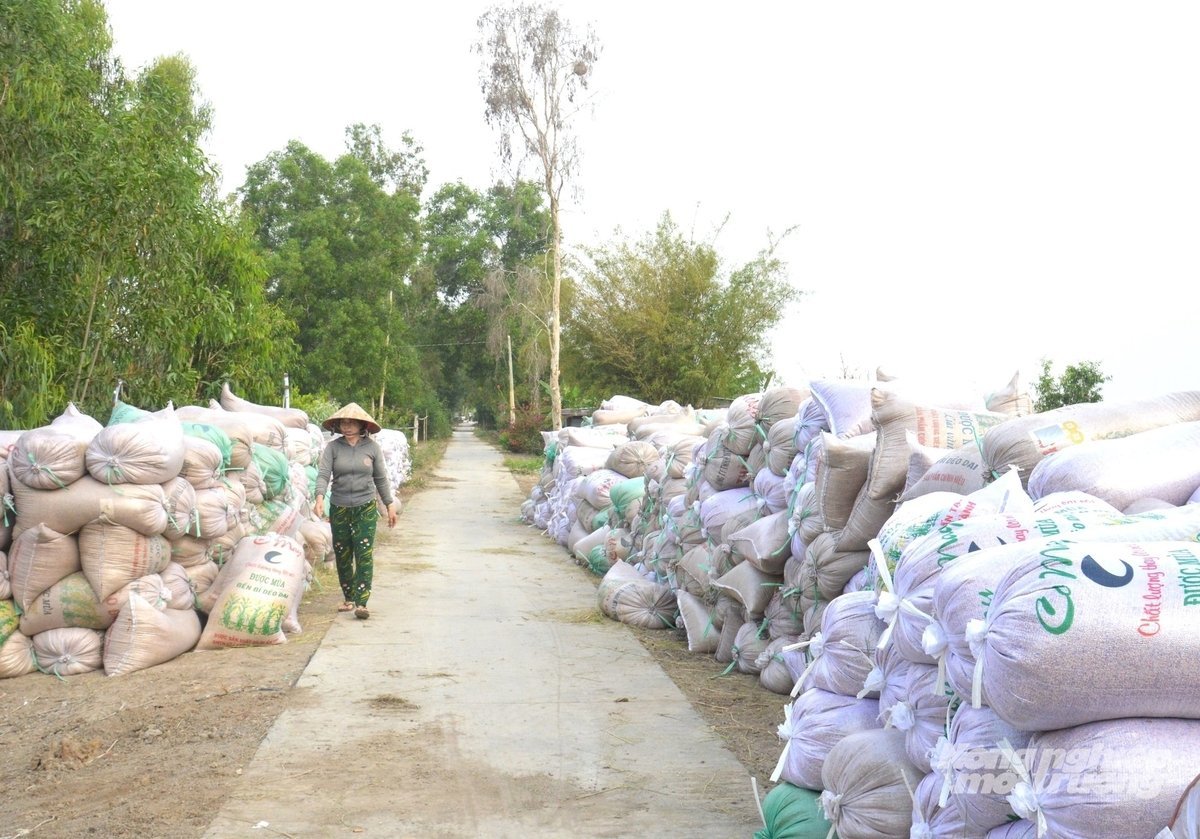 ຢູ່​ເຂດ​ໄຕ​ງວຽນ, ມີ​ຊາວ​ກະສິກອນ​ຫຼາຍ​ຄົນ​ທີ່​ມີ​ເນື້ອ​ທີ່​ຫຼາຍ​ສິບ​ເຮັກຕາ, ຜະລິດ​ເຂົ້າ​ໄດ້​ຫຼາຍ​ໝື່ນ​ຕົ້ນ​ໃນ​ແຕ່ລະ​ຕົ້ນ. ພາບ: ເຈີ່ນຈັນ.