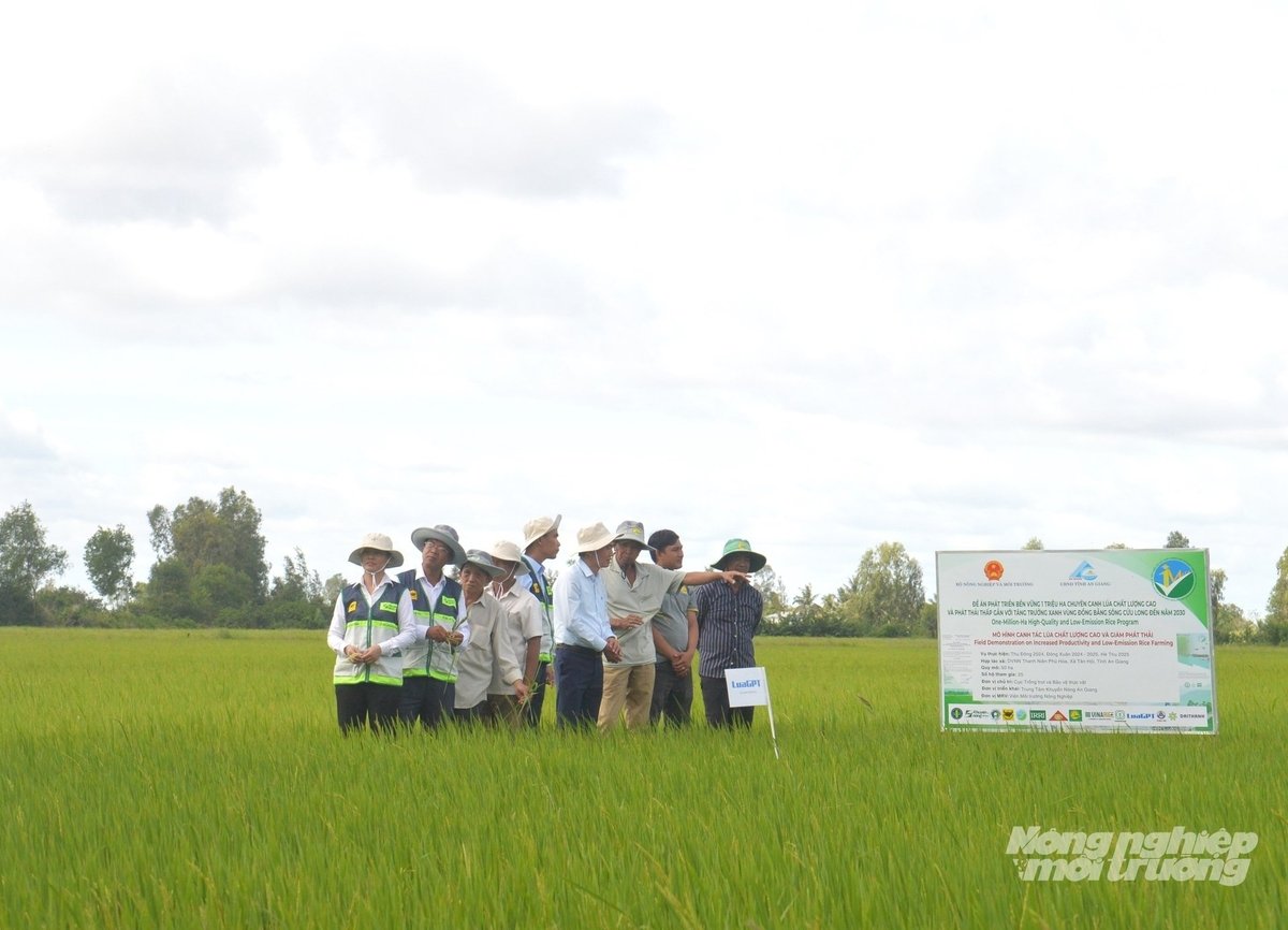 ປະຈຸ​ບັນ ອານ​ຢາງ ​ແມ່ນ​ແຂວງ​ນຳ​ໜ້າ​ໃນ​ພາກ​ພື້ນ ​ໃນ​ການ​ປະຕິບັດ​ໂຄງການ​ປູກ​ເຂົ້າ​ທີ່​ມີ​ຄຸນ​ນະພາ​ບສູງ ​ແລະ ປ່ອຍ​ອາຍ​ພິດ​ຕ່ຳ 1 ລ້ານ​ເຮັກຕາ ດ້ວຍ​ເນື້ອ​ທີ່ 150.000 ກວ່າ​ເຮັກຕາ ບັນລຸ​ມາດຖານ​ສີຂຽວ, ຕົ້ນຕໍ​ແມ່ນ​ປະຕິບັດ​ຢູ່​ເຂດ​ໄຕ​ງວຽນ. ພາບ: ເຈີ່ນຈັນ..