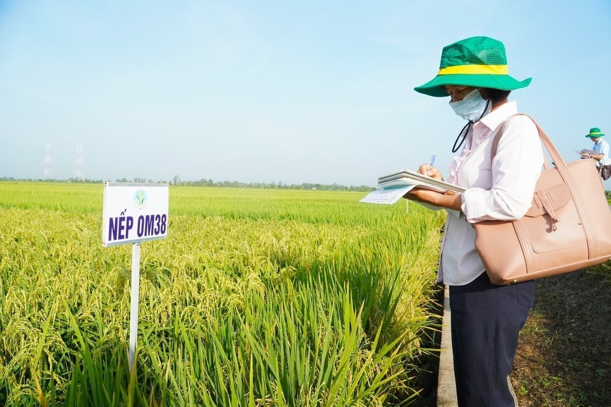 יש ליישם במרץ את הסקירה והעדכון של מסמכים משפטיים, משטרי תגמול, גיוס והכשרה של קציני הדרכה חקלאיים, בהתאם לדרישות הטרנספורמציה הדיגיטלית והפיתוח הכלכלי החקלאי. צילום: קים אן. Việc rà soát, sửa đổi các văn bản pháp luật, chế độ đãi ngộ, tuyển dụng và đào tạo cán bộ khuyến nông phải được triển khai quyết liệt, gắn với yêu cầu chuyển đổi số và phát triển kinh tế nông nghiệp. Ảnh: Kim Anh.